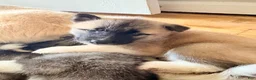 Akita dogs for sale: AKC American Akita Puppies 1500 - Ad 5