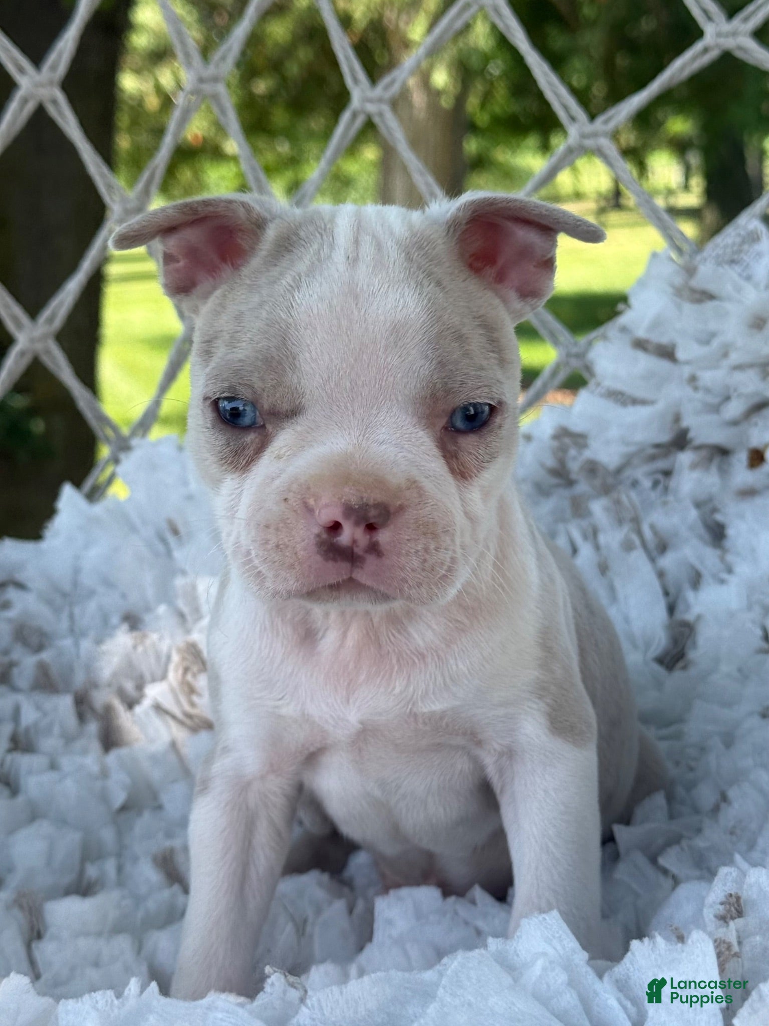 Boston Terrier dogs Milo - Ad 2
