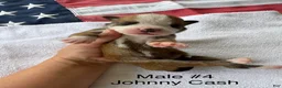 American Bulldog dogs for sale: Dolly Parton/ Female #1 - Ad 16