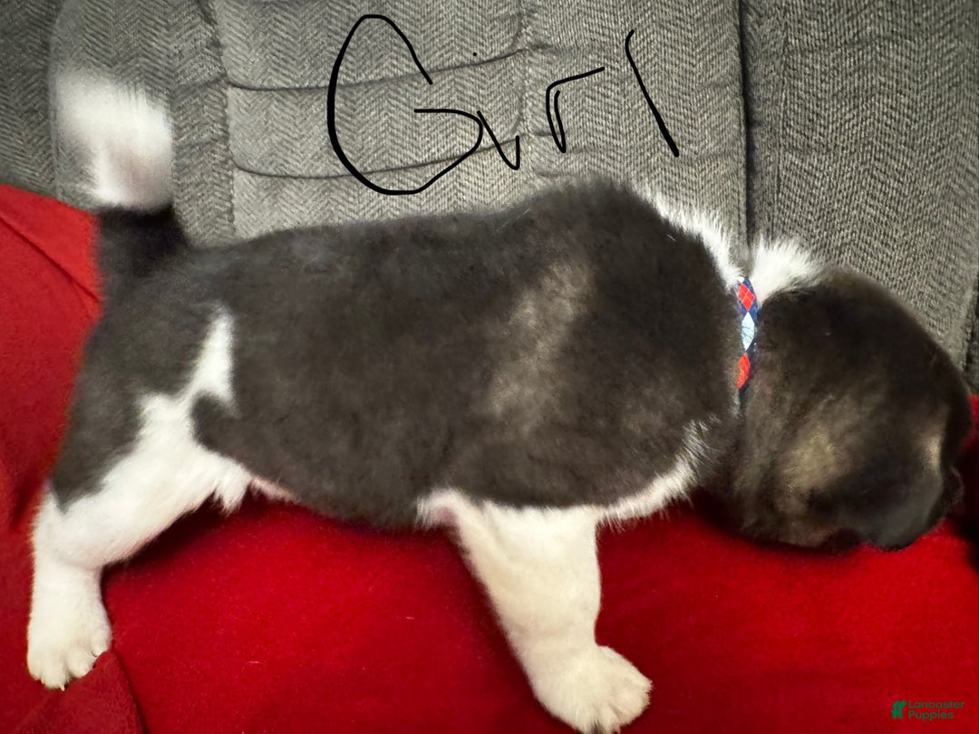 Akita dogs for sale: Akita Puppy 3 - Ad 3