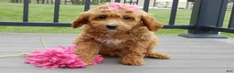 Cavapoo dogs for sale: Penny - Ad 6