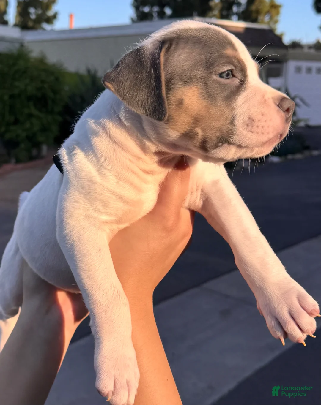 American Bully dogs for sale: American Bully Puppy 5 - Ad 1