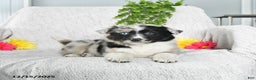 Border Collie dogs for sale: Lilac - Ad 2
