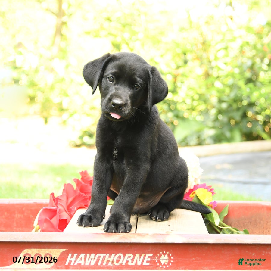 Labrador Retriever dogs Barkley - Ad 2
