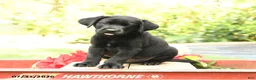 Labrador Retriever dogs for sale: Barkley - Ad 2