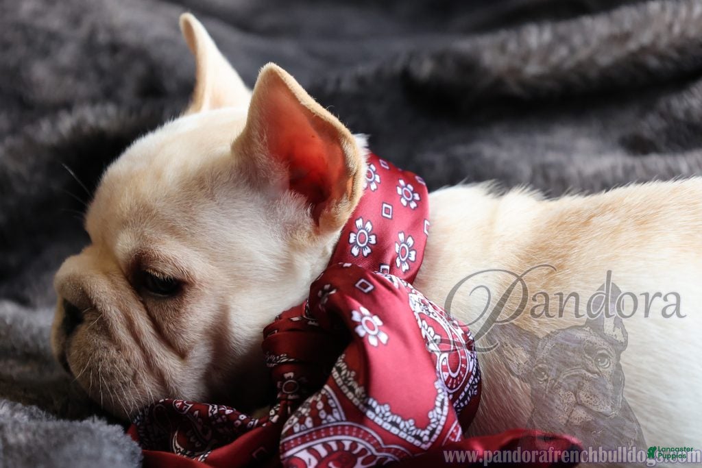 French Bulldog dogs Echo - Ad 1