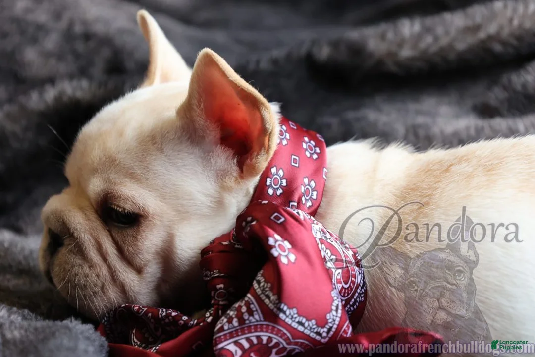 French Bulldog dogs for sale: Echo - Ad 1