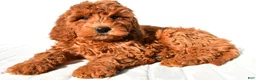 Mini Goldendoodle dogs for sale: Amber - Ad 5