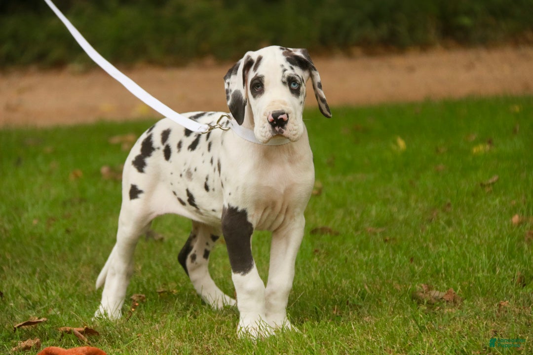 Great Dane