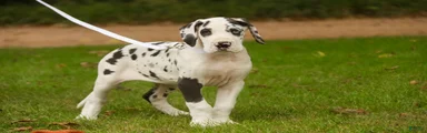Cherish Great Dane 
