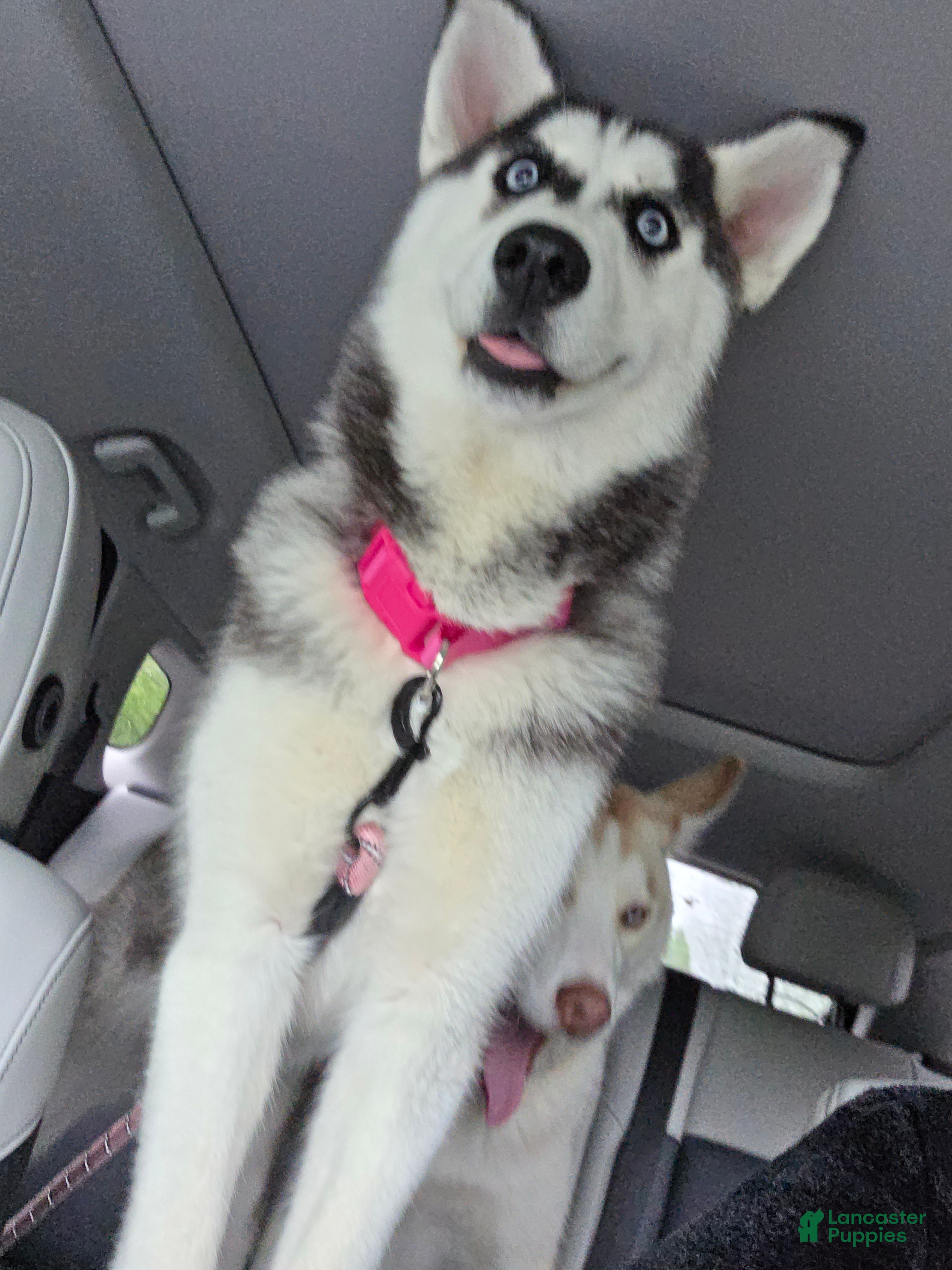 Siberian Husky dogs Loba - Ad 22