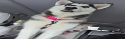 Siberian Husky dogs for sale: Loba - Ad 1