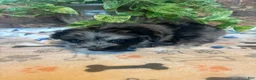 Pomapoo dogs for sale: Pomapoo 5 - Ad 7