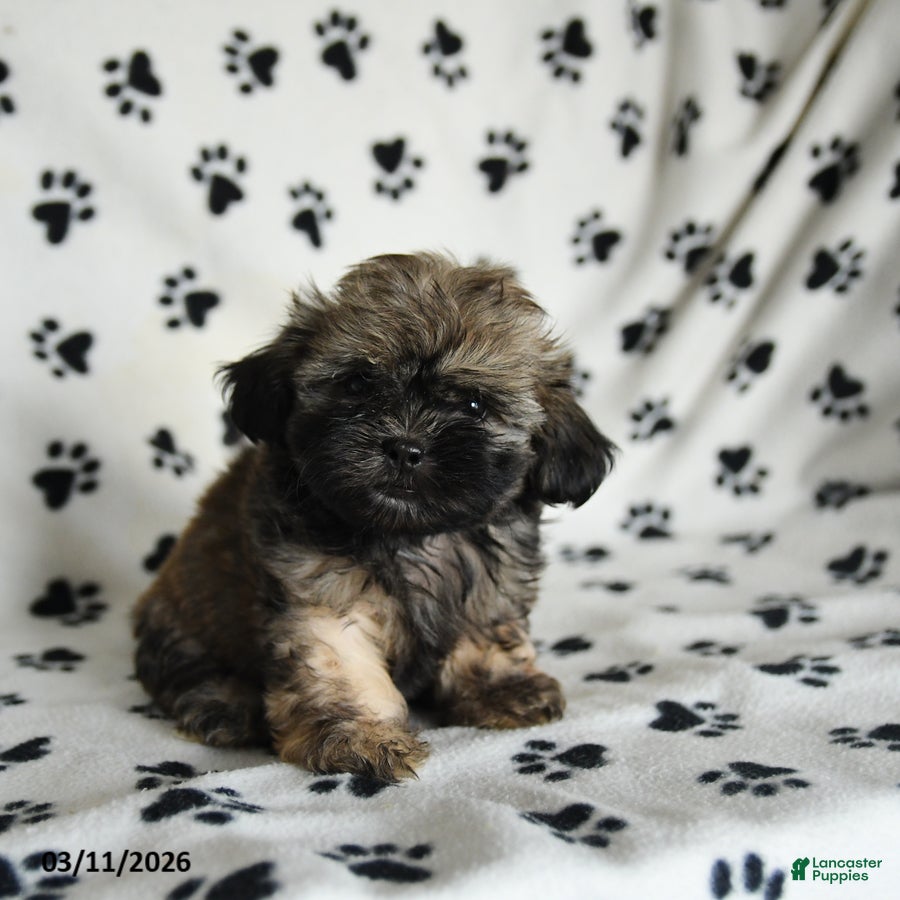 Shih Tzu dogs Zane - Ad 2