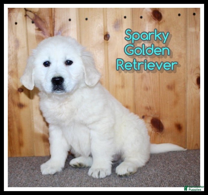 Golden Retriever dogs Sparky - Ad 1