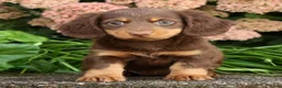Miniature Dachshund dogs for sale: Daisy - Ad 7
