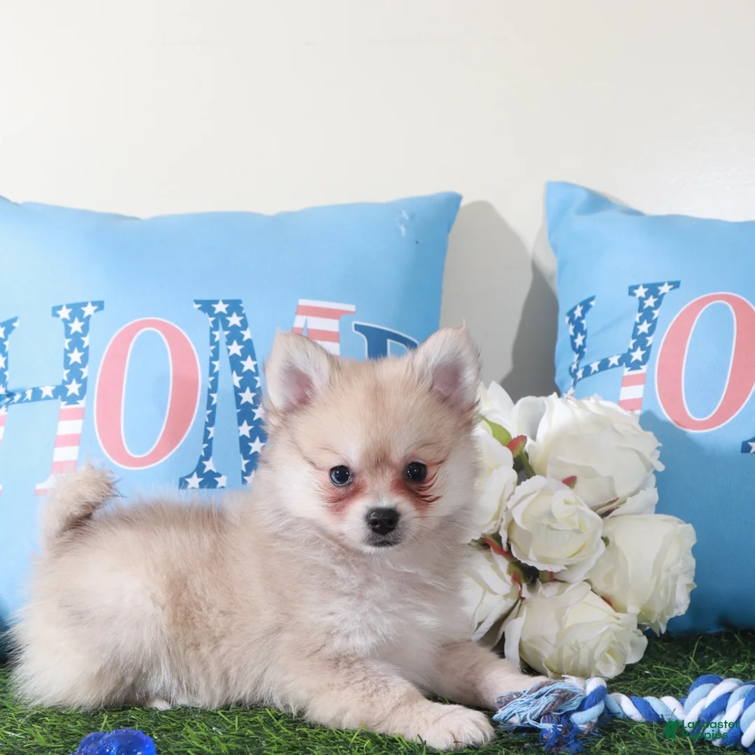 Pomeranian dogs for sale: Drakar Gorgeous Little ACA Pomeranian Puppy - Ad 1