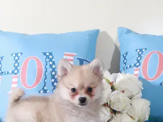 Pomeranian dogs for sale: Drakar Gorgeous Little ACA Pomeranian Puppy - Ad 1