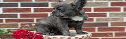 French Bulldog dogs for sale: Elle - Ad 8