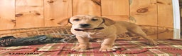 Labrador Retriever dogs for sale: Sunshine - Ad 3
