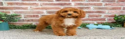 Cavapoo dogs for sale: Baxter - Ad 6