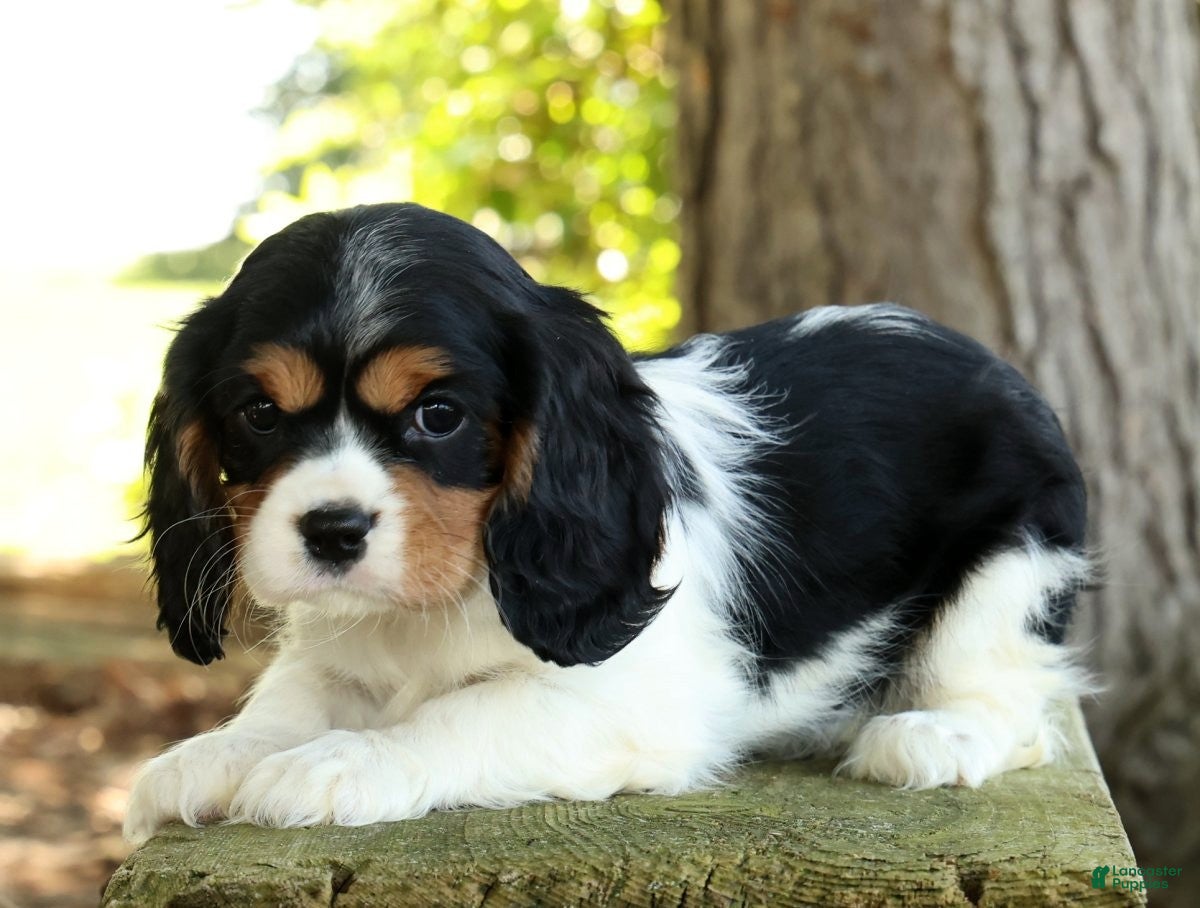 Cavalier King Charles Spaniel dogs for sale: Carla - Ad 3