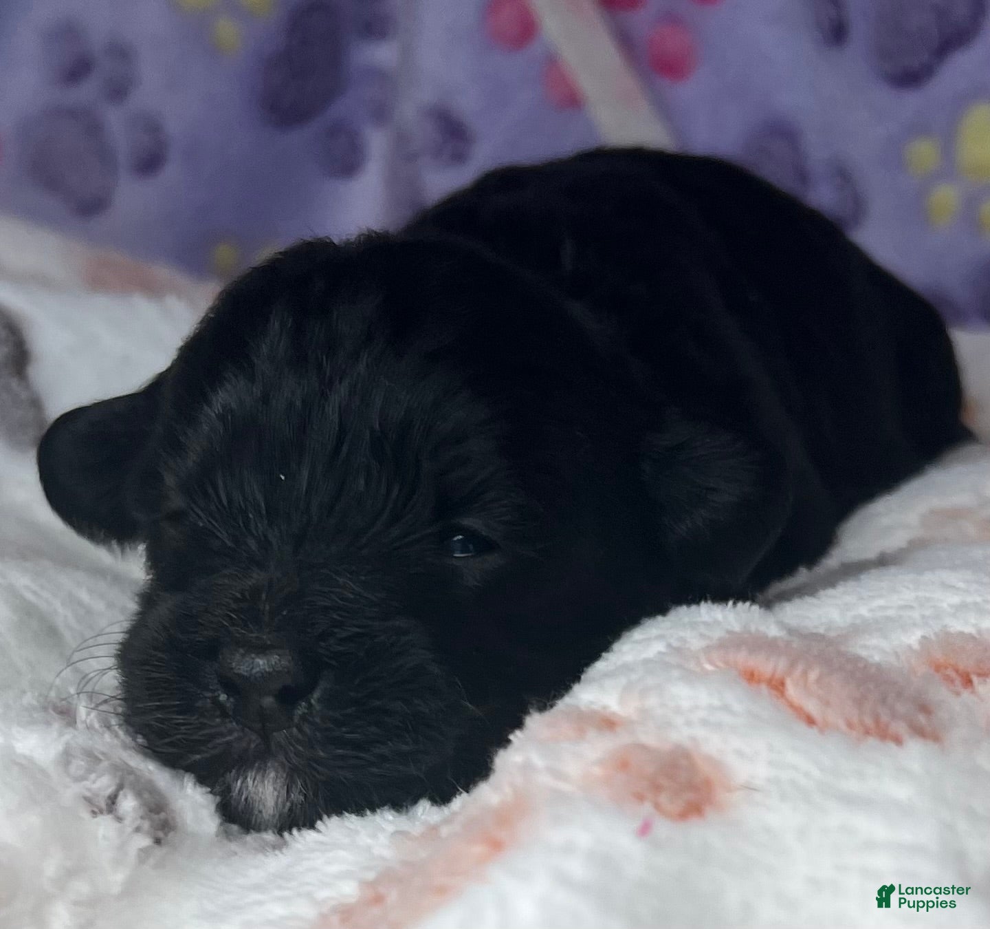 Havanese dogs Winston - Ad 2