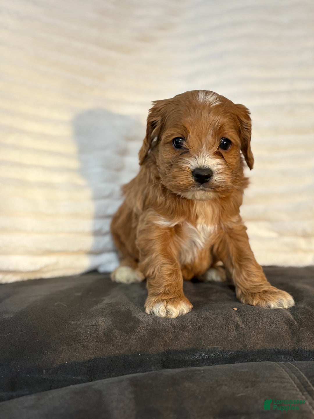 Cockapoo dogs for sale: Jaylyn - Ad 1