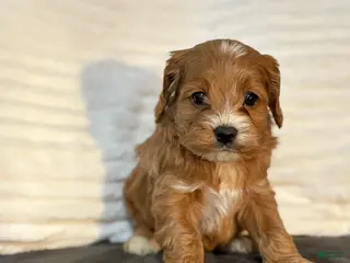 Cockapoo dogs Jaylyn - Ad 40