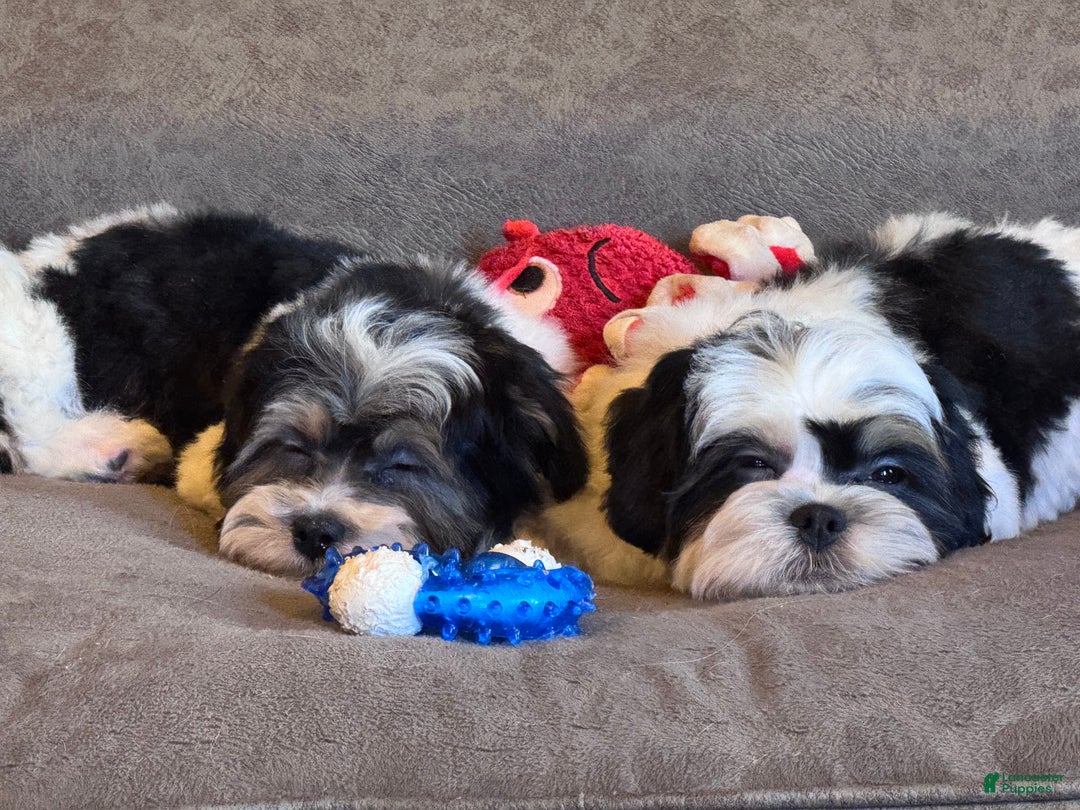 Shihpoo dogs for sale: Mia - Ad 22