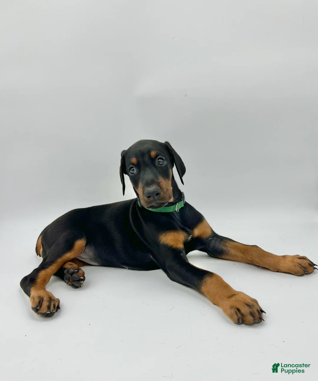 Doberman Pinscher dogs for sale: FULL AKC - Gray - Ad 16