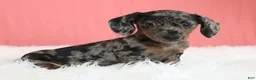 Miniature Dachshund dogs for sale: Peaches 🍑 - Ad 9