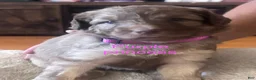 Aussiedoodle dogs for sale: Aussiedoodle 4 - Ad 10