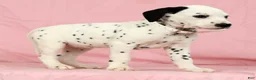 Dalmatian dogs for sale: Lily - Ad 5