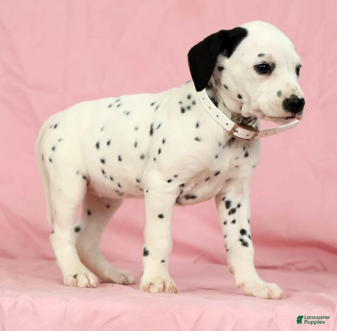 Dalmatian dogs for sale: Lily - Ad 5