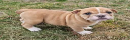Mixed Breed dogs for sale: Mini Bulldog Blue Tri-color - Ad 19