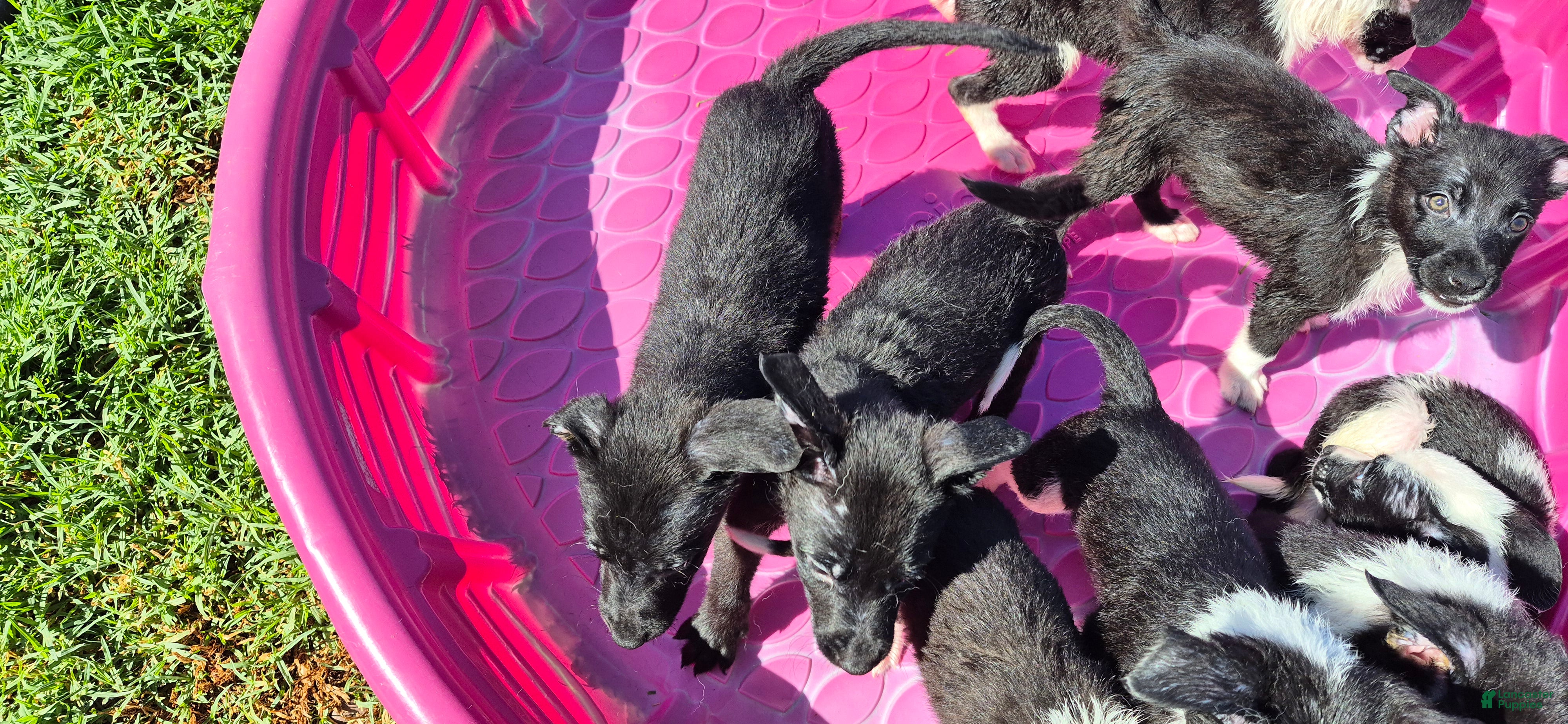 Mixed Breed dogs Mixed Breed 4 - Ad 34