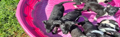 Mixed Breed 4