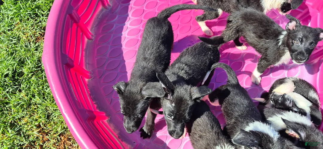 Mixed Breed dogs for sale: Mixed Breed 4 - Ad 1