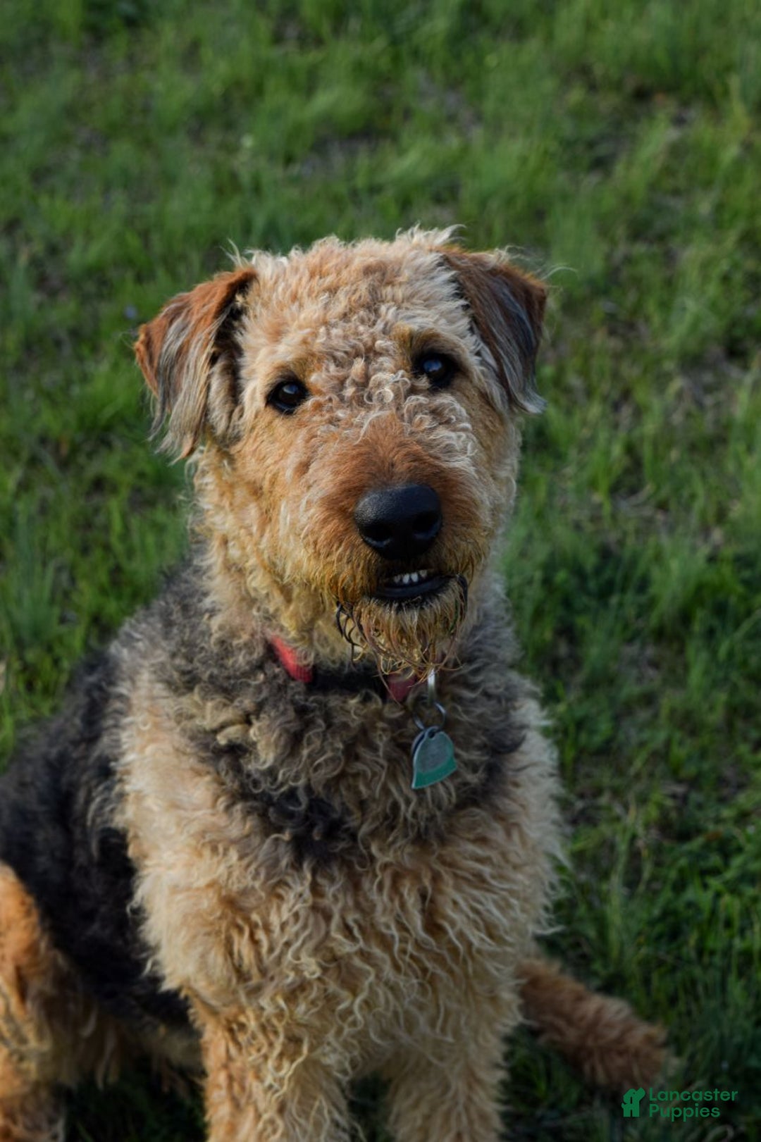 Airedale Terrier dogs for sale: Airedale Terrier Puppy 3 - Ad 2