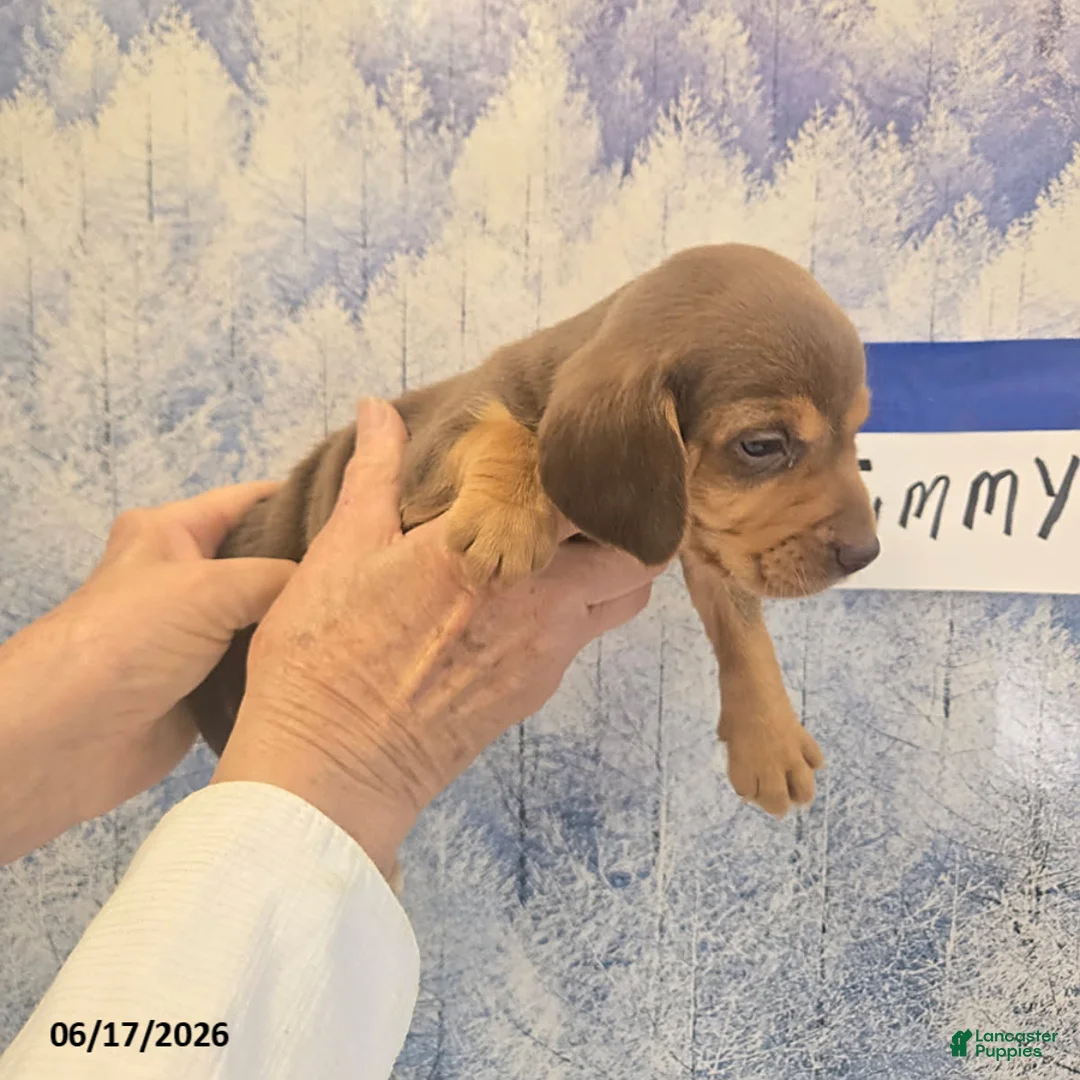 Beagle dogs for sale: Timmy - Ad 1