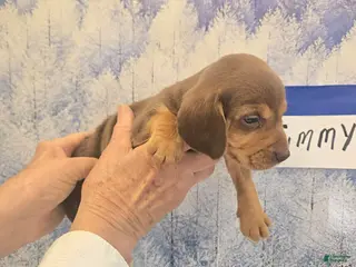 Beagle dogs Timmy - Ad 12