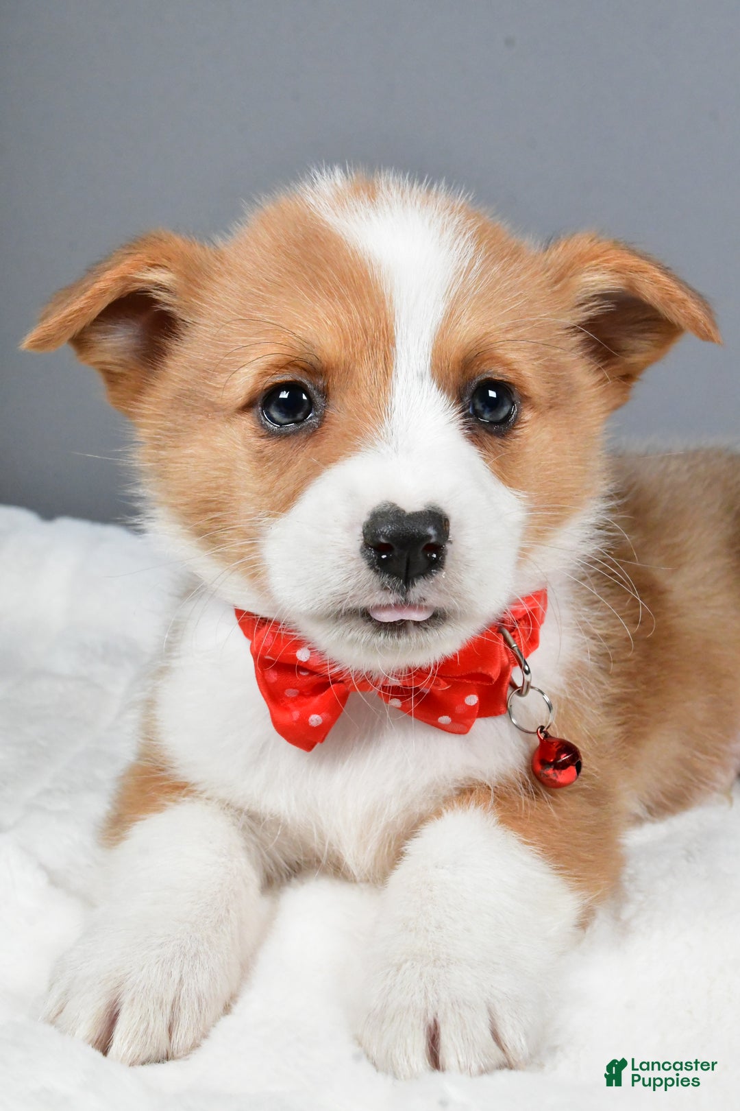 Welsh Corgi Pembroke dogs for sale: Bruno - Ad 5