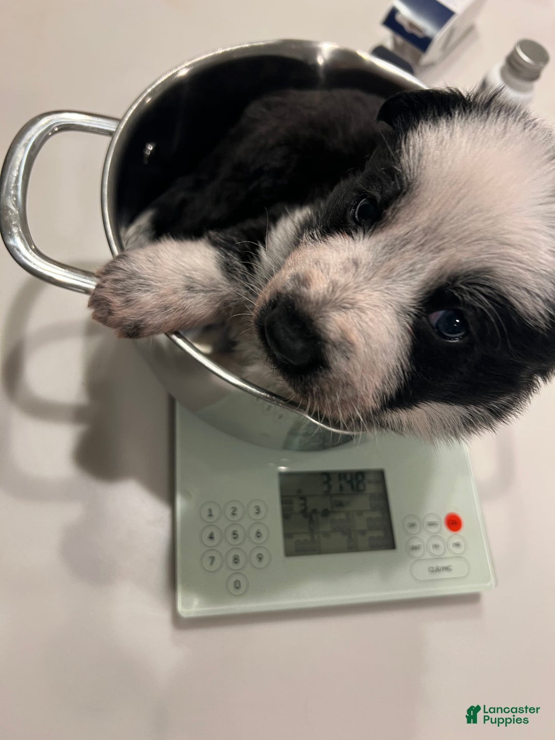 German Shepherd dogs for sale: Foxy - German Shepherd Puppy  - Ad 6