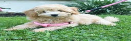 Bichpoo dogs for sale: Jade - Ad 4