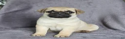 Pug dogs for sale: Fido - Ad 1