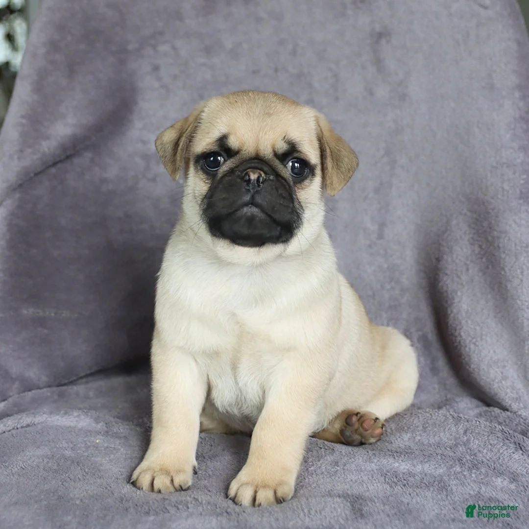 Pug dogs for sale: Fido - Ad 1
