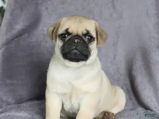 Pug dogs for sale: Fido - Ad 2