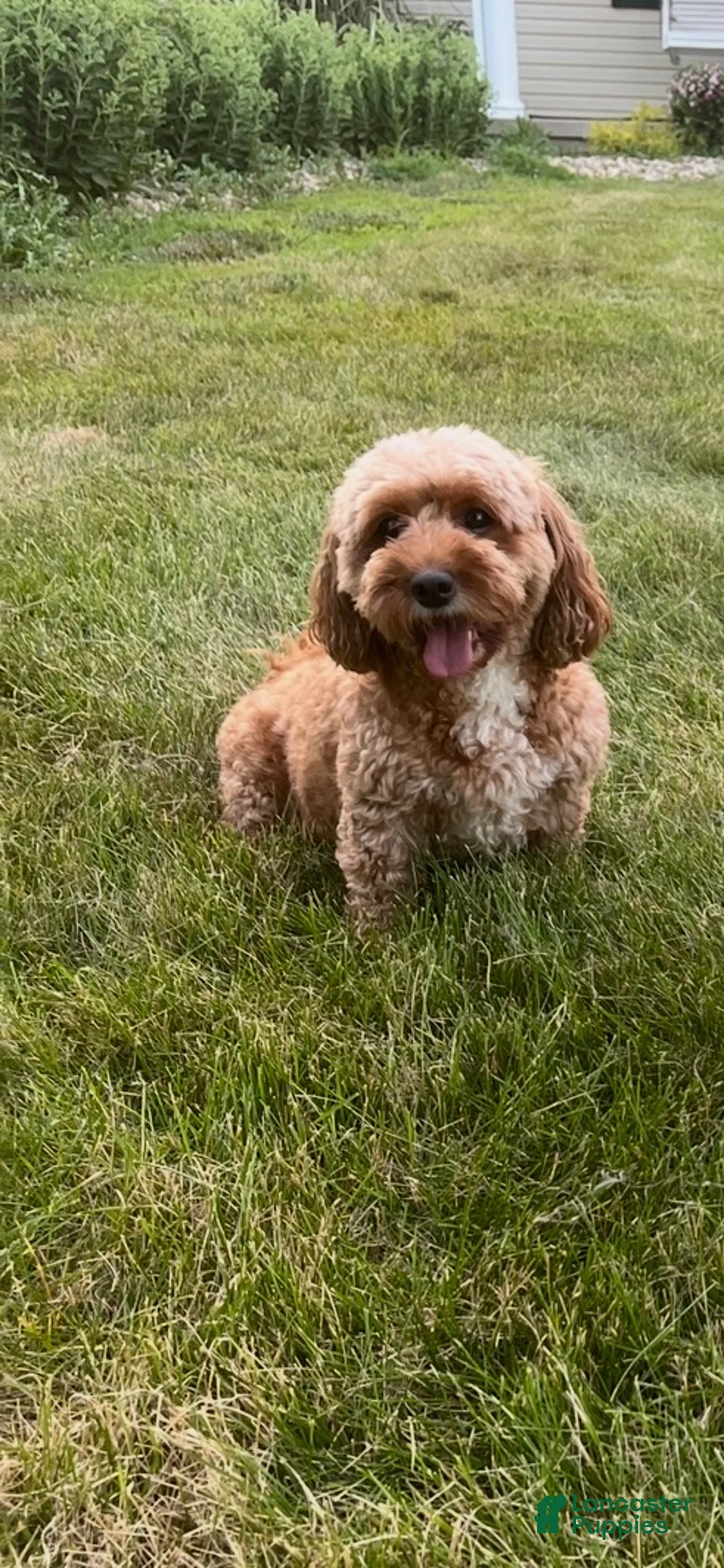 Mixed Breed dogs for sale: Mixed Breed 2 - Ad 2