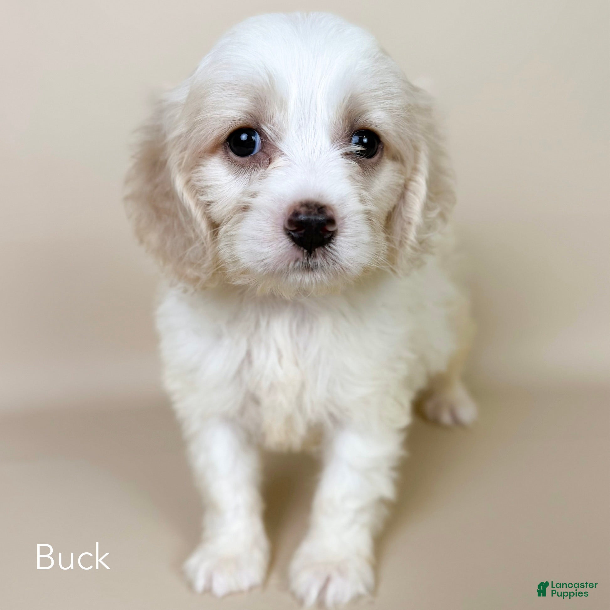 Cockapoo dogs Buck - Ad 1